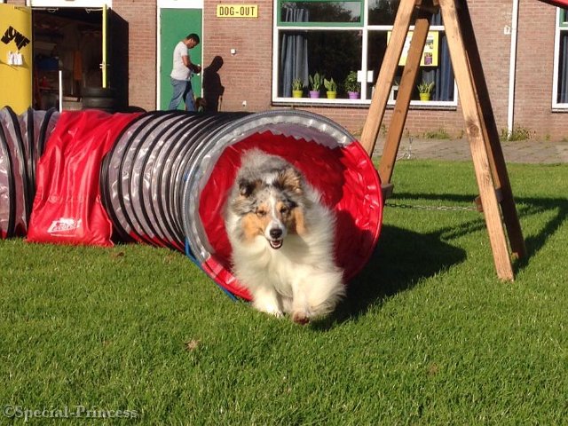 Sterre op het agility veld